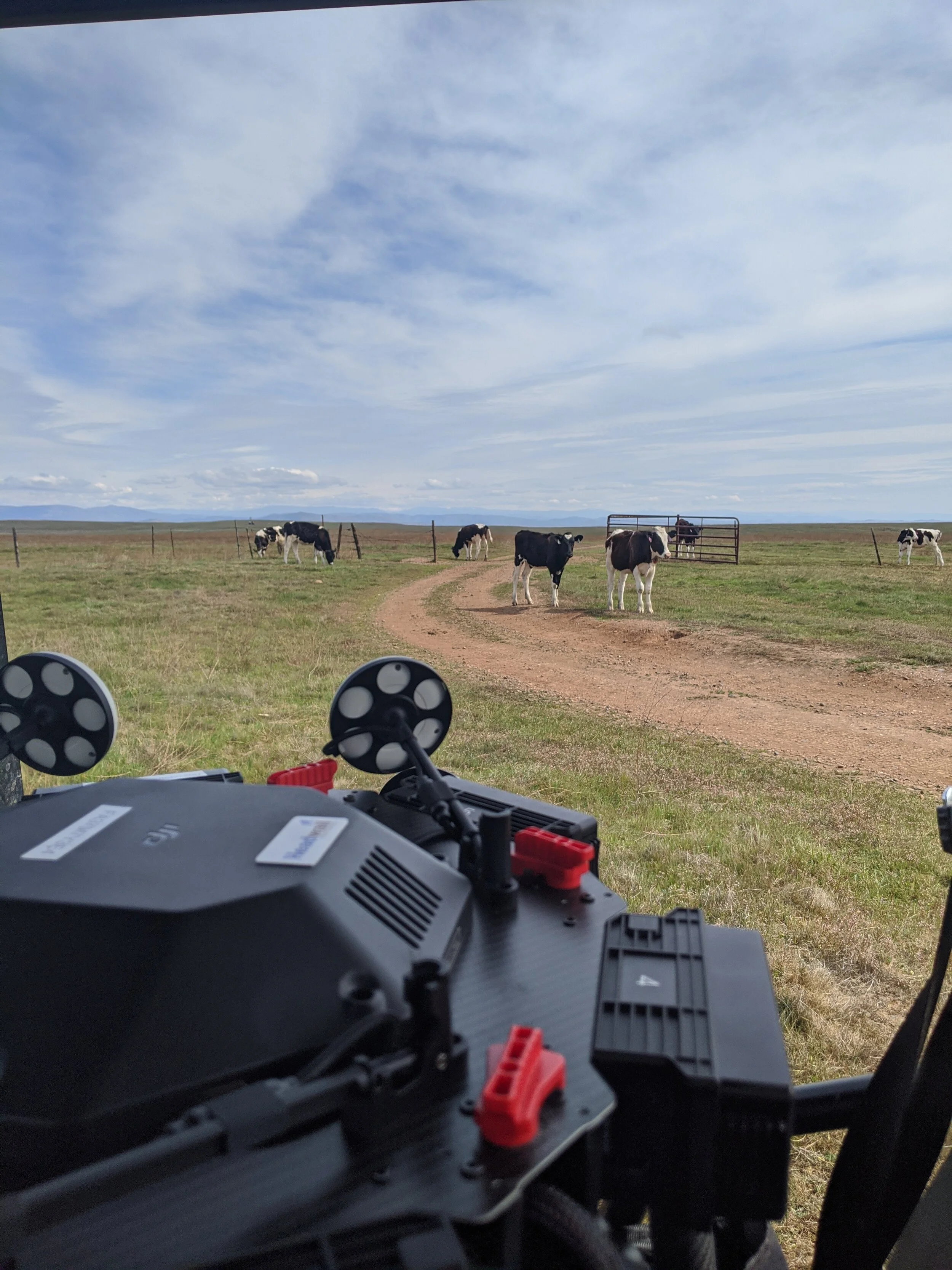 Drone equipment in the field at a vernal pool restoration site, cattle grazing in the background